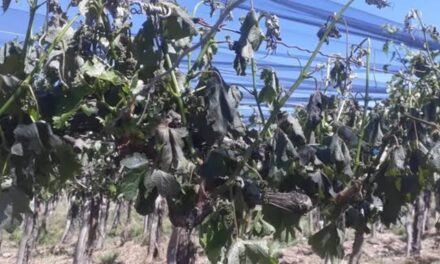 La helada ya afecta a más de 6.200 hectáreas y analizan declarar la emergencia agropecuaria