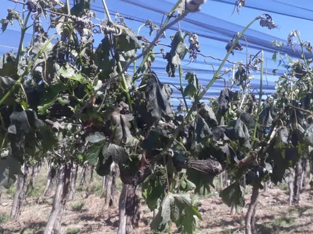 La helada ya afecta a más de 6.200 hectáreas y analizan declarar la emergencia agropecuaria