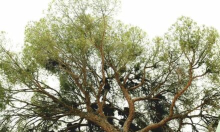 Llega el registro de árboles notables para proteger su patrimonio natural