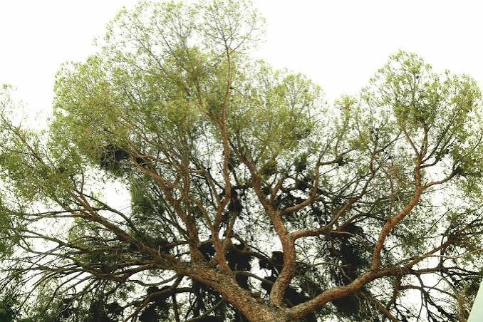 Llega el registro de árboles notables para proteger su patrimonio natural