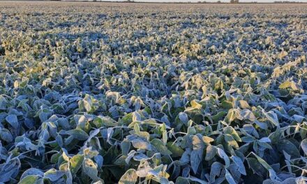 Heladas bajo cero: preocupación entre los productores