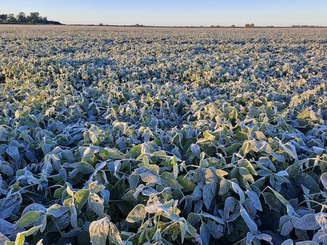 Heladas bajo cero: preocupación entre los productores