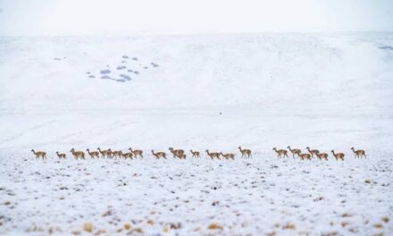 La nieve habría provocado la muerte de decenas de guanacos y preparan asistencia en Calingasta
