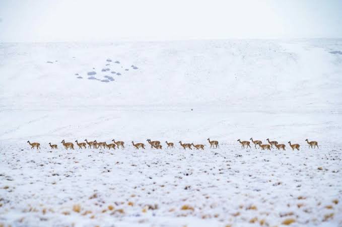 La nieve habría provocado la muerte de decenas de guanacos y preparan asistencia en Calingasta