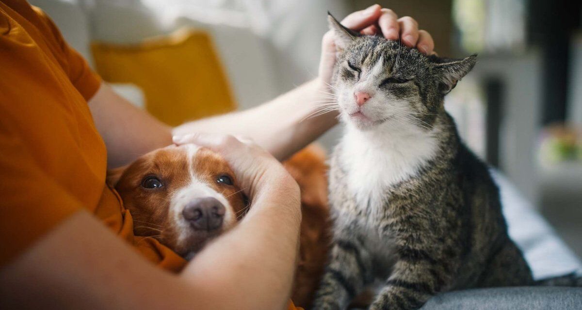 Un diputado bonaerense presentó un proyecto para sancionar el abandono y maltrato a mascotas en la provincia de Buenos Aires