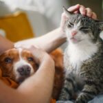 Un diputado bonaerense presentó un proyecto para sancionar el abandono y maltrato a mascotas en la provincia de Buenos Aires