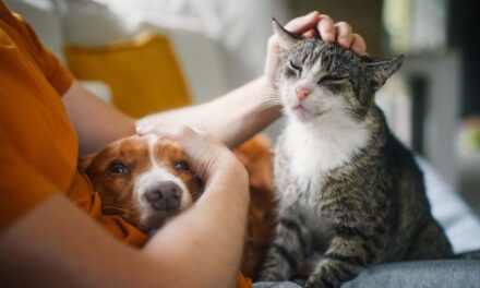 Un diputado bonaerense presentó un proyecto para sancionar el abandono y maltrato a mascotas en la provincia de Buenos Aires