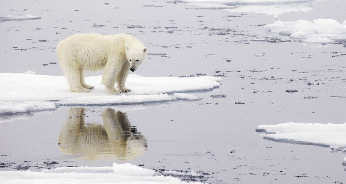 El deshielo amenaza las costas y empuja especies a la extinción