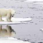 El deshielo amenaza las costas y empuja especies a la extinción