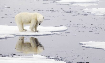 El deshielo amenaza las costas y empuja especies a la extinción