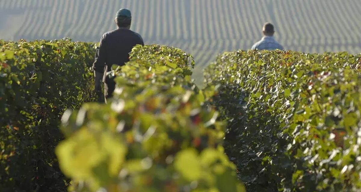 Francia registra la peor producción de vinos en casi 70 años por el calor