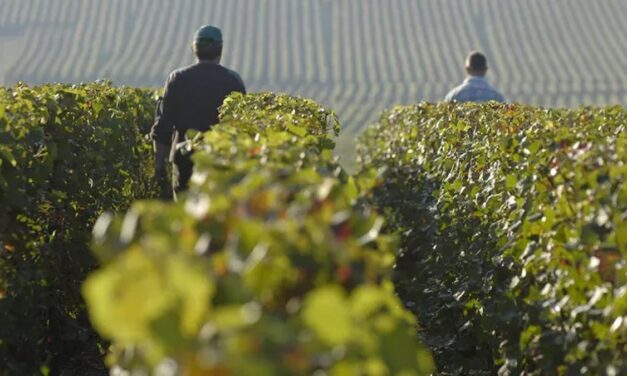 Francia registra la peor producción de vinos en casi 70 años por el calor