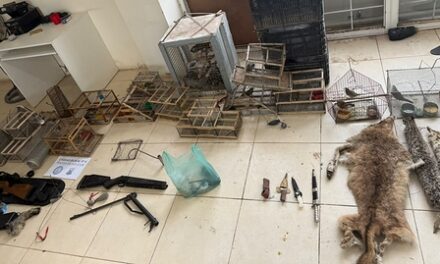 Dos detenidos tras allanamientos por armas y tenencia de fauna silvestre en Sarmiento