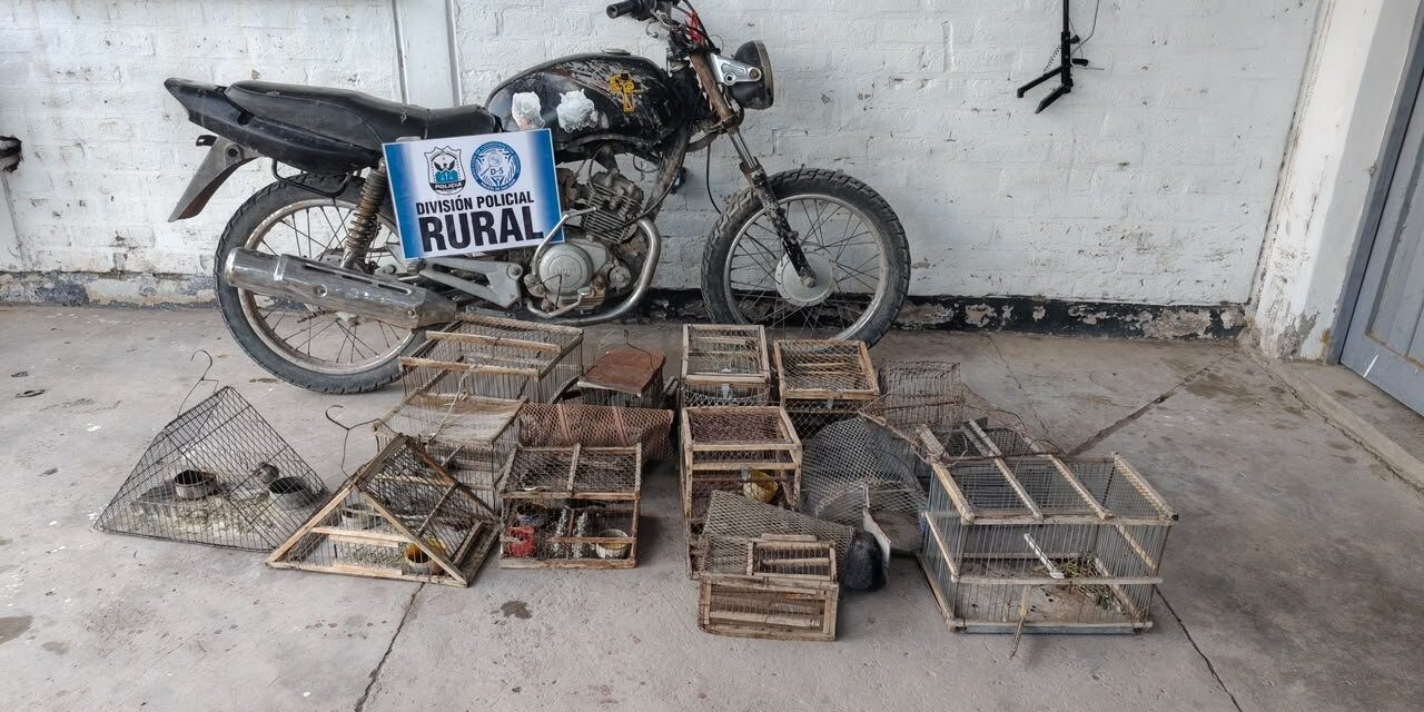 Allanaron una vivienda en Angaco y secuestraron aves silvestres y una moto robada