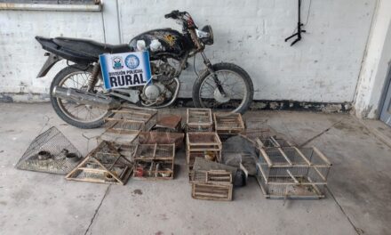 Allanaron una vivienda en Angaco y secuestraron aves silvestres y una moto robada