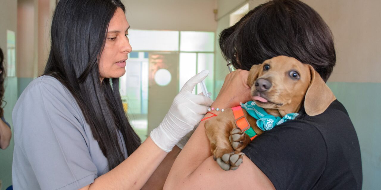 Tras las lluvias, alertan por la presencia de serpientes, arañas y alacranes y piden cuidar a las mascotas