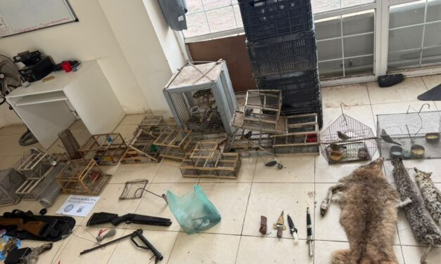 Caza furtiva en Sarmiento: secuestraron pieles de puma, aves autóctonas y armas y detuvieron a dos hombres