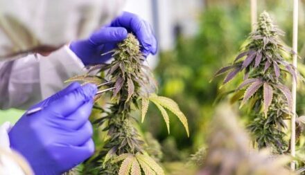 CANME lanzará cremas y geles con cannabis medicinal para tratamientos de piel