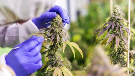 CANME lanzará cremas y geles con cannabis medicinal para tratamientos de piel