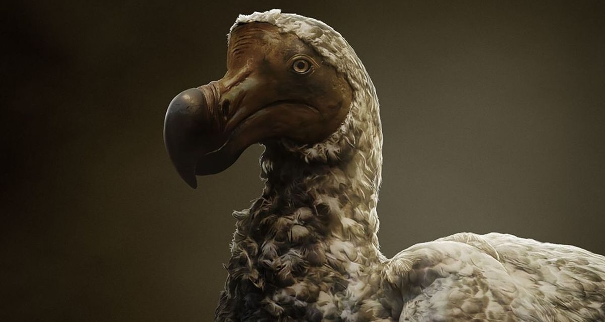 La ciencia busca revivir un ave extinta hace más de 360 años con IA y edición genética