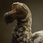 La ciencia busca revivir un ave extinta hace más de 360 años con IA y edición genética