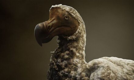 La ciencia busca revivir un ave extinta hace más de 360 años con IA y edición genética