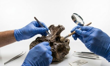 Descubrieron una nueva especie de dinosaurio en un fósil olvidado durante más de 100 años