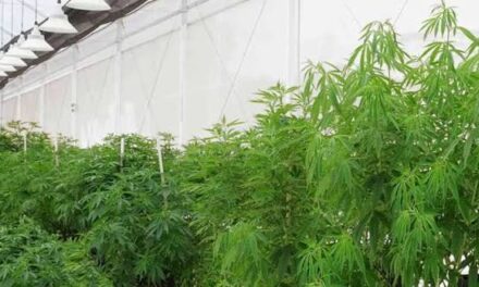 La Justicia rechazó un beneficio pedido por Green Health en la causa contra CanMe