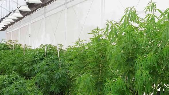 La Justicia rechazó un beneficio pedido por Green Health en la causa contra CanMe