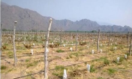 Emergencia agropecuaria: hubo 1.393 denuncias por las heladas y la comisión se reunirá la próxima semana