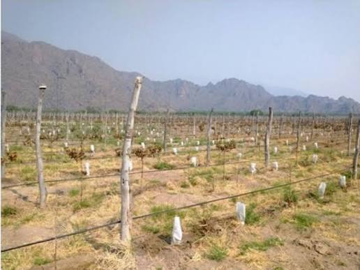 Emergencia agropecuaria: hubo 1.393 denuncias por las heladas y la comisión se reunirá la próxima semana