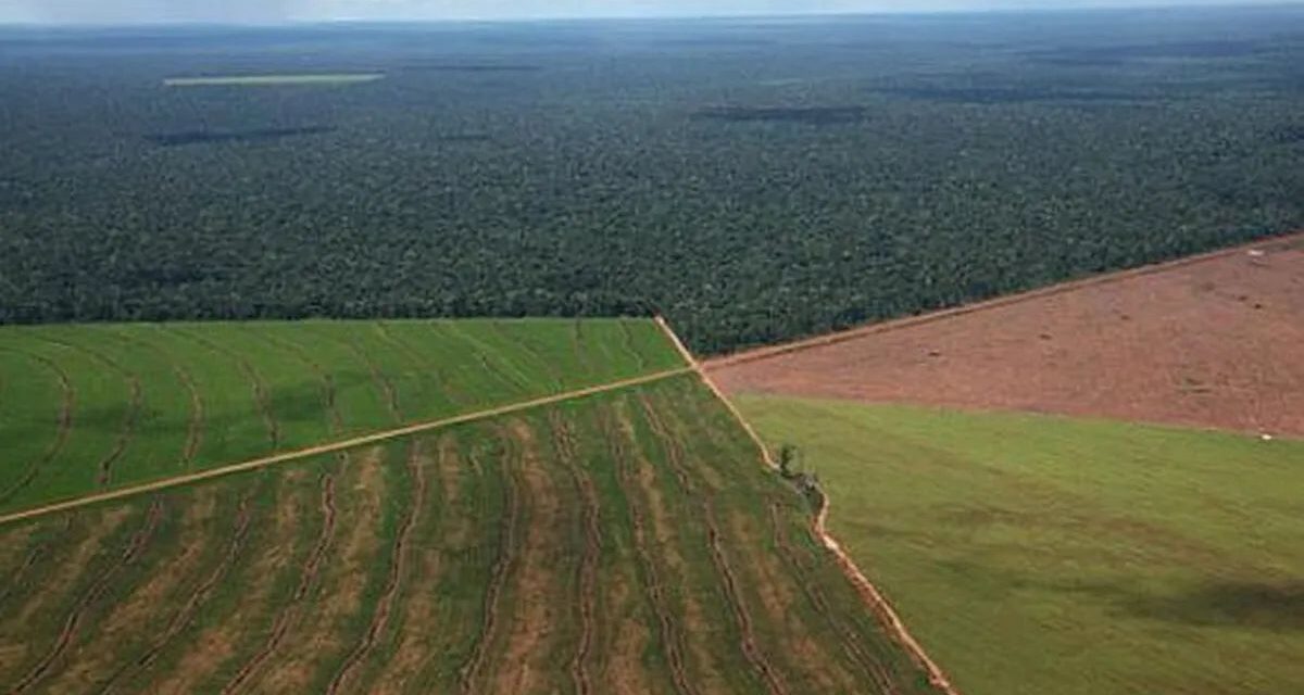 La Justicia ordenó al Gobierno Nacional preservar los registros de los campos en manos extranjeras