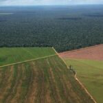 La Justicia ordenó al Gobierno Nacional preservar los registros de los campos en manos extranjeras