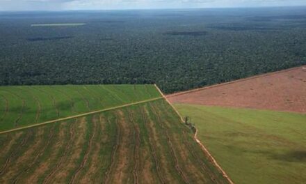 La Justicia ordenó al Gobierno Nacional preservar los registros de los campos en manos extranjeras