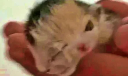 Rivadavia: nació un gatito con una extraña particularidad en su rostro y sorprendió a todos