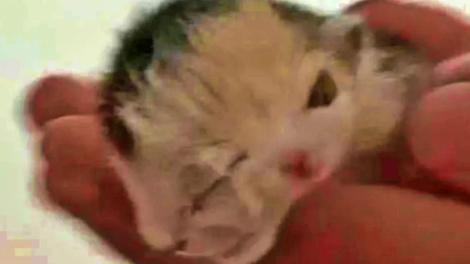 Rivadavia: nació un gatito con una extraña particularidad en su rostro y sorprendió a todos