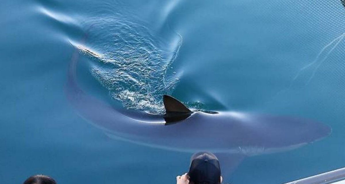 Una ciudad de Corea del Sur busca liberar a un tiburón luego de haber sido rescatado y volver a sus canales
