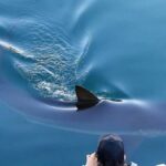 Una ciudad de Corea del Sur busca liberar a un tiburón luego de haber sido rescatado y volver a sus canales