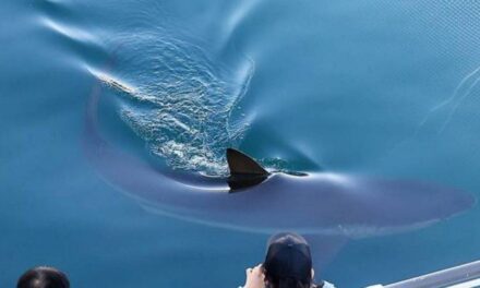 Una ciudad de Corea del Sur busca liberar a un tiburón luego de haber sido rescatado y volver a sus canales
